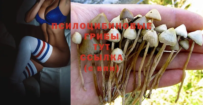 Галлюциногенные грибы MAGIC MUSHROOMS  Армянск 